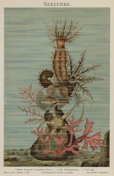 Sea Cucumber by German School